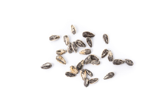 Sunflower Seeds